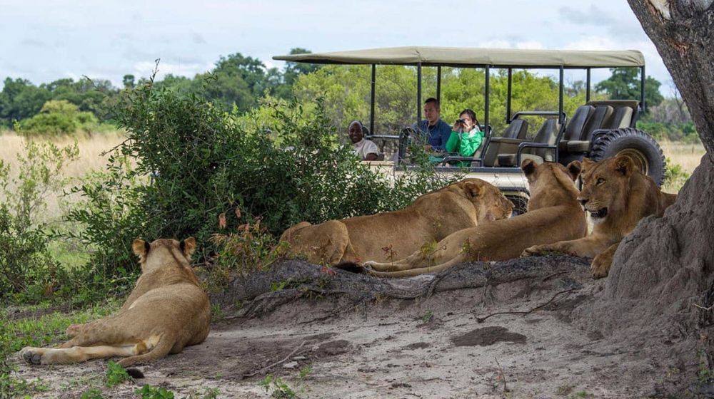 Things To Do In Chobe National Park