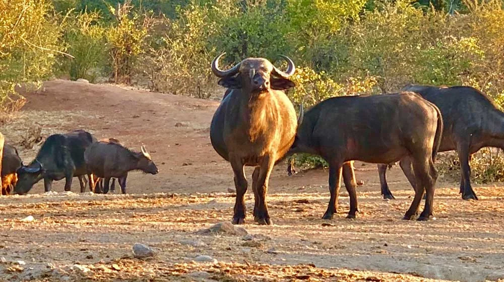 Siduli Hide Victoria Falls