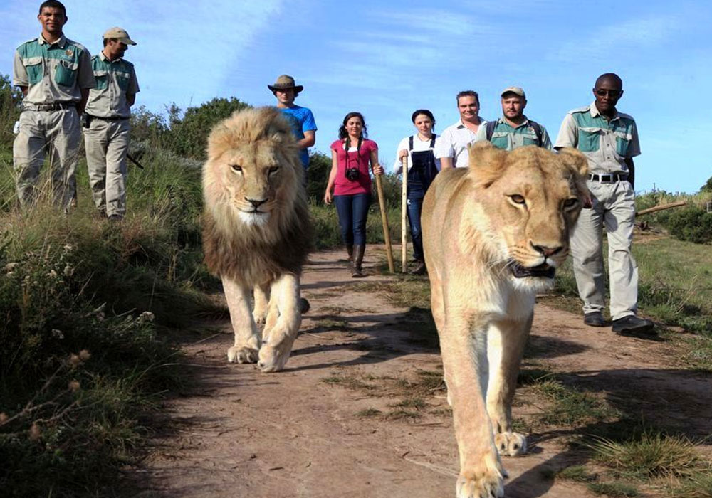 Walk With Lions In Victoria Falls 