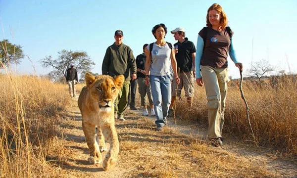 Walk with Lions