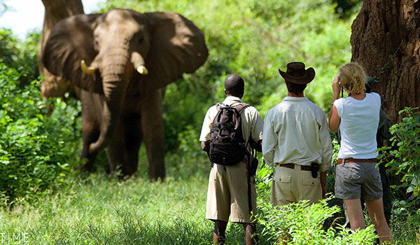 6 Days Ultimate Elephant Safari