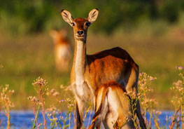  Zambia Wildlife