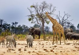 Zimbabwe Safari Packages